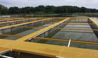 如何利用浅水池塘进行养殖鱼类 池塘养鱼新技术